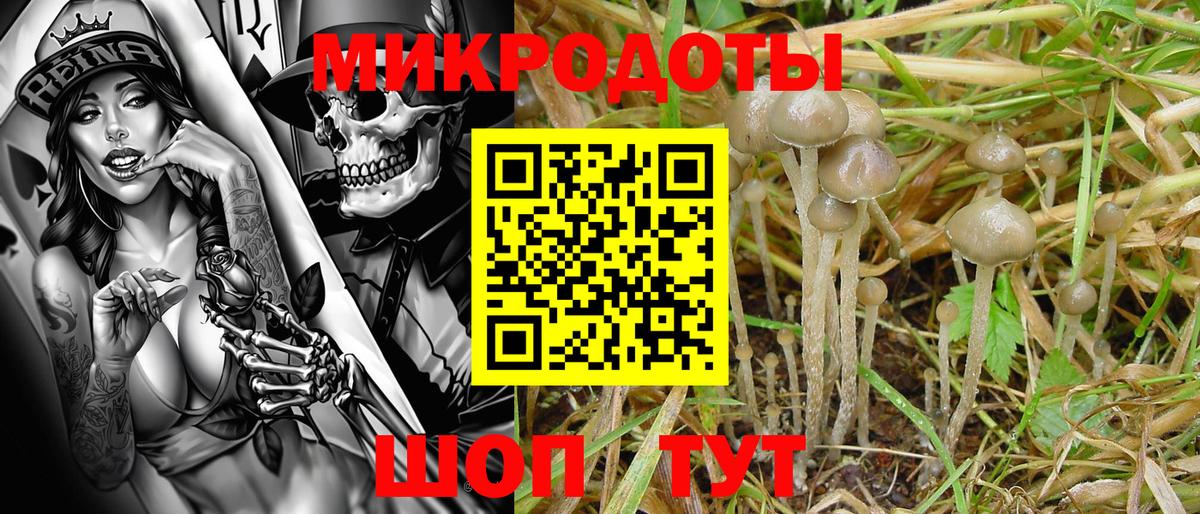 Избербаш  Псилоцибиновые грибы Cubensis  Вход с VPN 